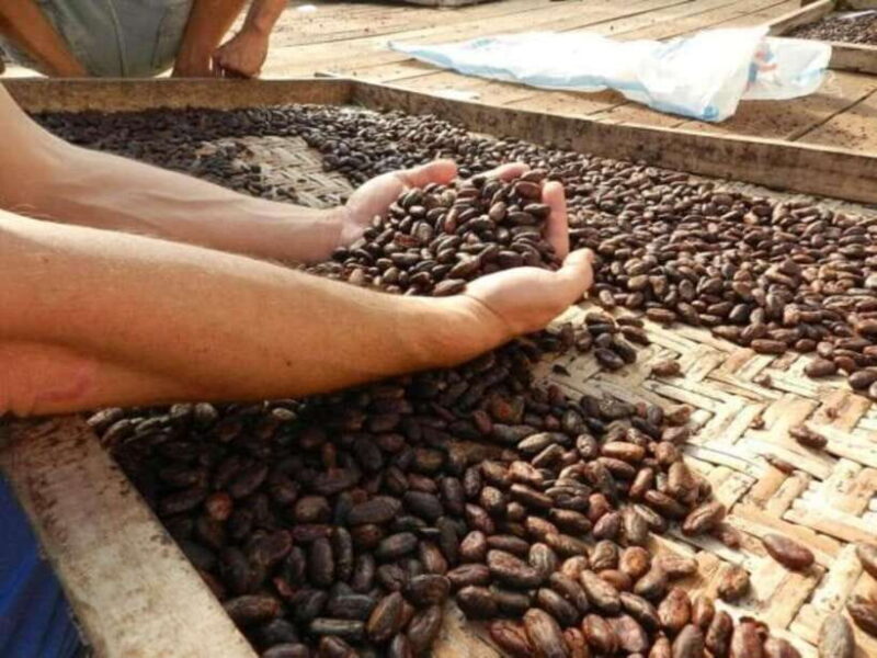 Ubud: Cacao Plantation Tour w/ Chocolate Workshop & Tasting - A Detailed Look at the Experience