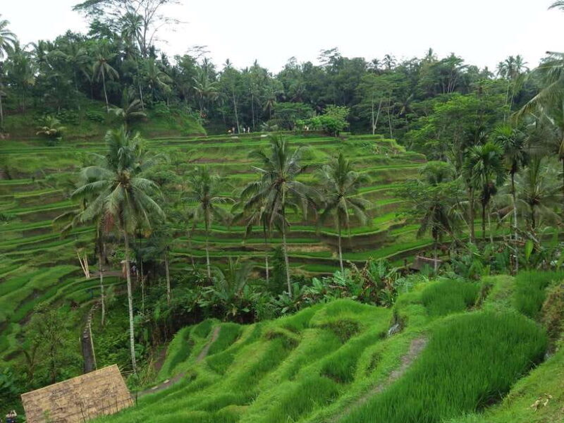 Ubud: Campuhan Ridge Walk, Tegallalang Rice Terrace & More - Who Will Love This Tour?