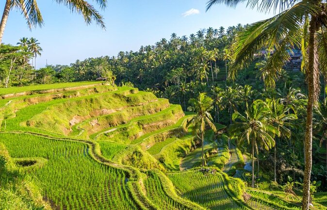 Ubud Cooking Class, ALAS HARUM /CRETYA UBUD INFINITY POOL Tour. - Good To Know