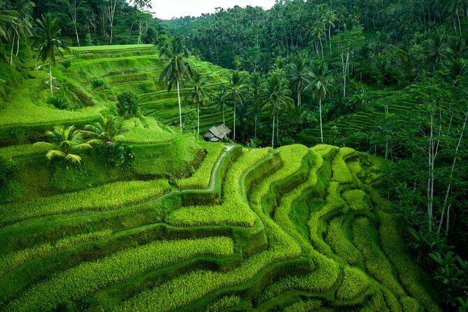 Ubud Countryside Tour: Campuhan Ridge Walk and Rice Terrace - Tegalalang Rice Terraces Visit