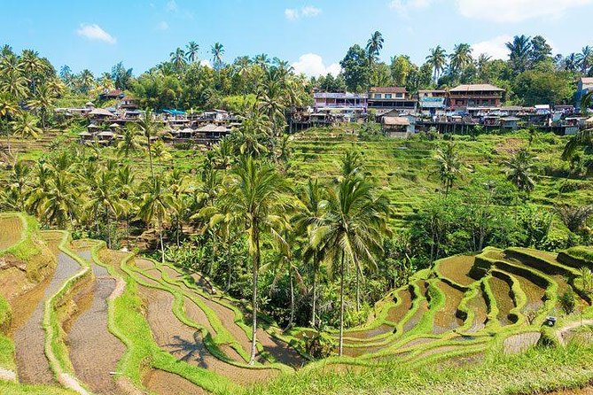 Ubud Countryside Tour: Campuhan Ridge Walk and Rice Terrace - Balinese Coffee Plantation Stop