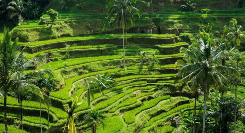 Ubud: Customised Bali Ubud Tour With Transfer - Practical Considerations