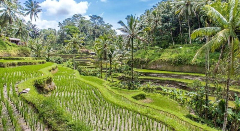 Ubud: Customised Bali Ubud Tour With Transfer - Who Should Book This Tour?