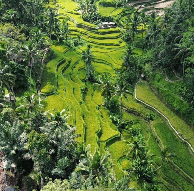 Ubud: Customised Private Full Day Tour With Personal Driver - Experience Highlights
