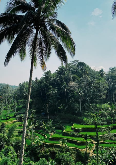 Ubud Day Tour - Best Thing to Do in Ubud Bali - Tour Experience