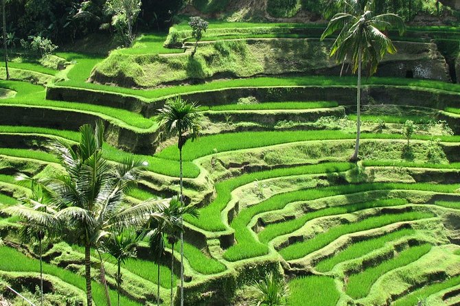 Ubud Day Trip: Monkey Forest - Rice Terrace - Jungle Swing - Water Temple - Lowest Price Guarantee