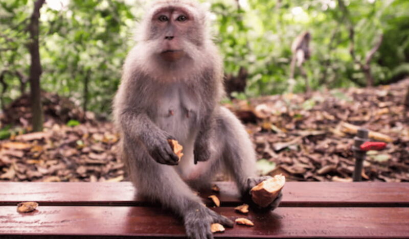 Ubud Full Day Private Tour with All Inclusive - Practical Details and What to Expect