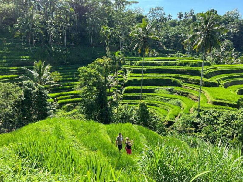 Ubud Half Day Waterfall Tour & Temple - Authentic Experiences and Real Feedback