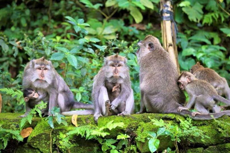 Ubud: Hidden Waterfall, Monkey Forest, Rice Terrace & Swing - Detailed breakdown of the itinerary