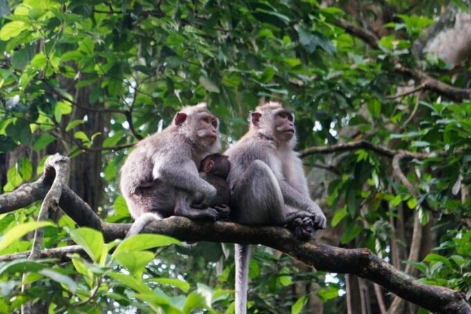 UBUD in 1-Day : Explore The Charm - Private - All Inclusive - Important Information