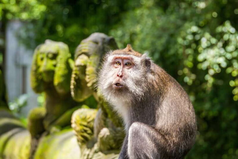 Ubud: Monkey Forest and Rice Terrace Private Tour - Key Points