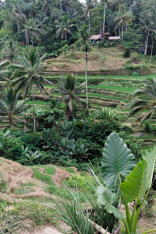 Ubud: Monkey Forest and Tegenungan Waterfall Guided Tour - Tegenungan Waterfall and Coffee Plantation