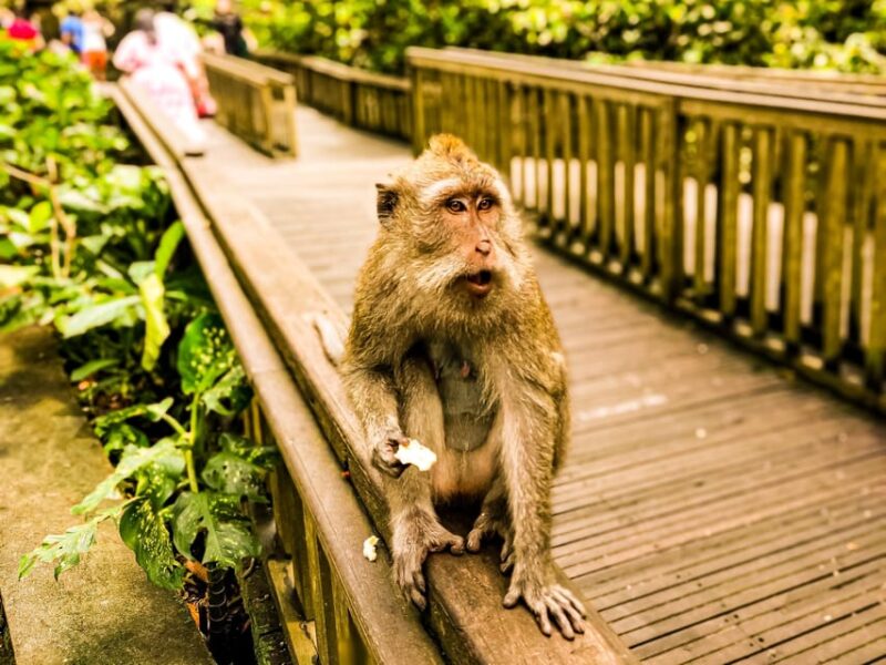 Ubud: Monkey Forest, Rice Terrace, and Jungle Swing Tour - Good To Know