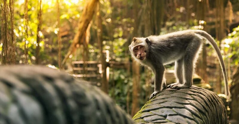 Ubud: Monkey Forest, Rice Terrace, and Jungle Swing Tour - Itinerary and Highlights