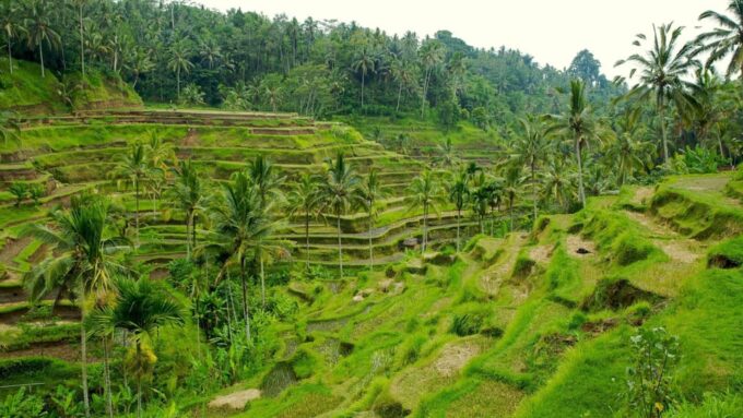 Ubud: Monkey Forest, Rice Terrace, and Jungle Swing Tour - Suitability and Accessibility