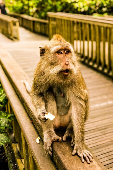 Ubud: Monkey Forest, Rice Terrace, and Jungle Swing Tour - Frequently Asked Questions