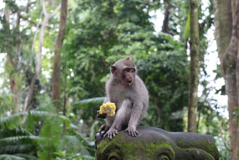 Ubud: Monkey Forest, Rice Terrace, and Waterfall - An Honest Breakdown of the Tour Experience