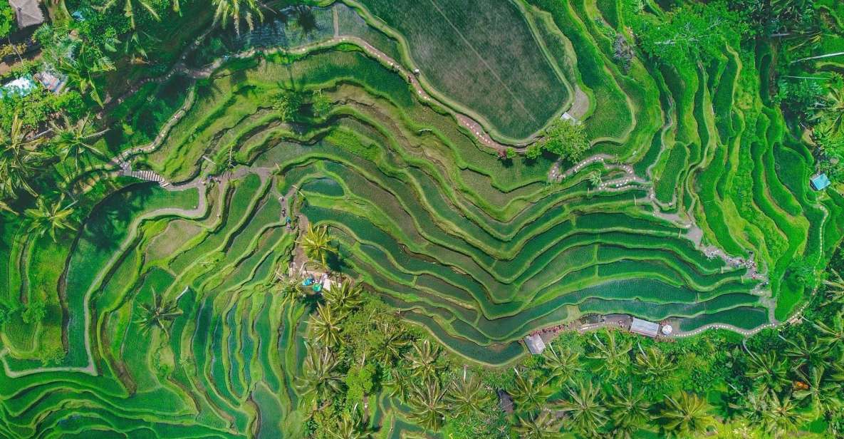 Ubud: Monkey Forest, Rice Terrace, Hidden Waterfalls & More - Itinerary Breakdown