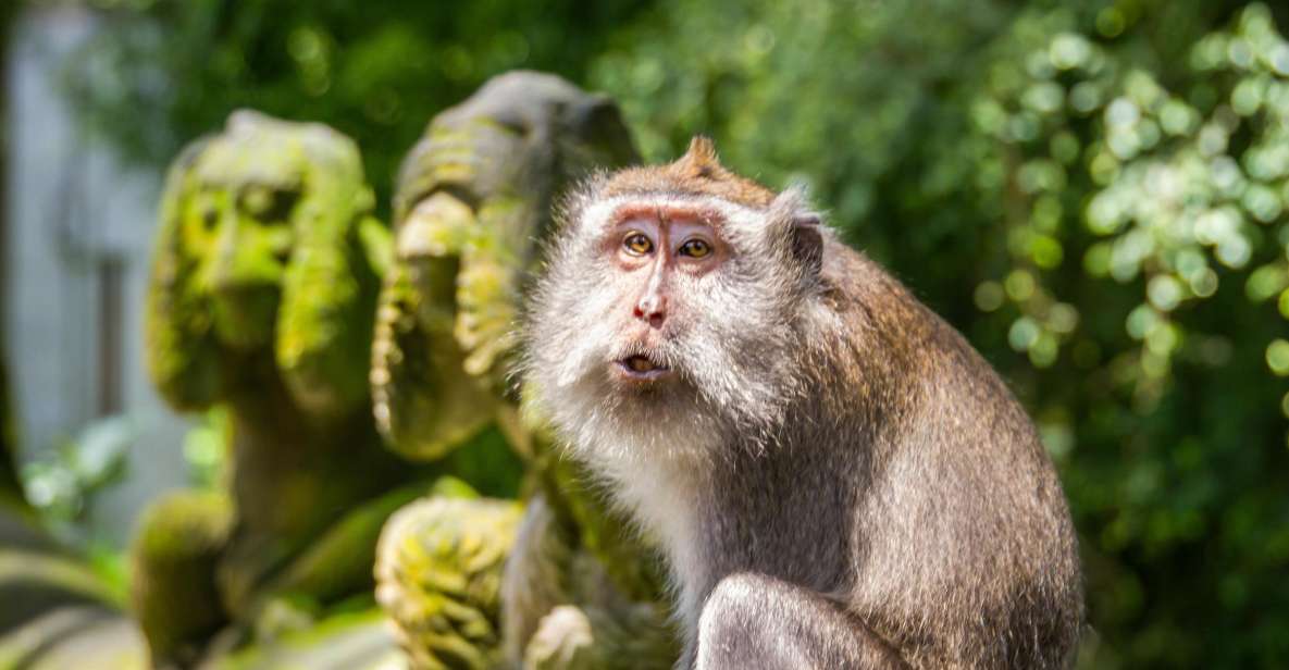 Ubud: Monkey Forest, Rice Terrace & Tanah Lot Private Tour - Tour Highlights