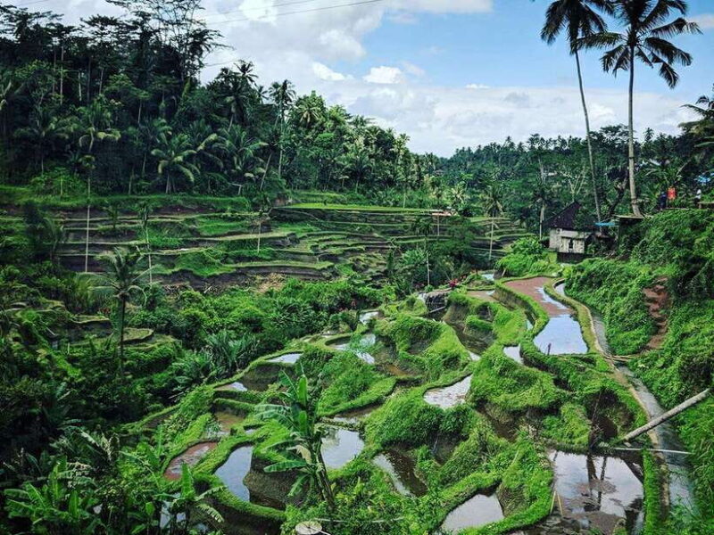 Ubud : Monkey Forest, Rice Terrace, Waterfall / Private Tour - A Day in Ubud: What to Expect