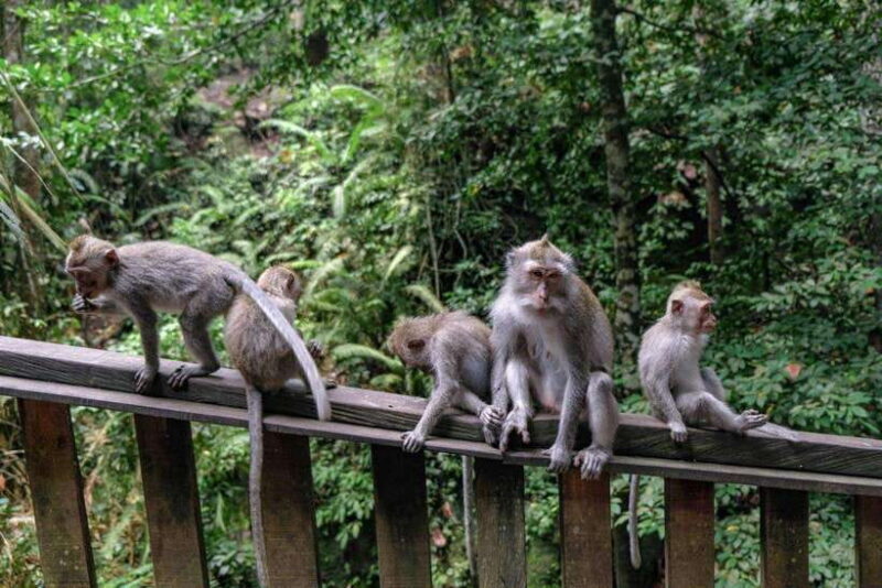 Ubud: Monkey Forest, Rice Terraces, and Waterfall Tour - The Experience Provider: Vacation In Paradise