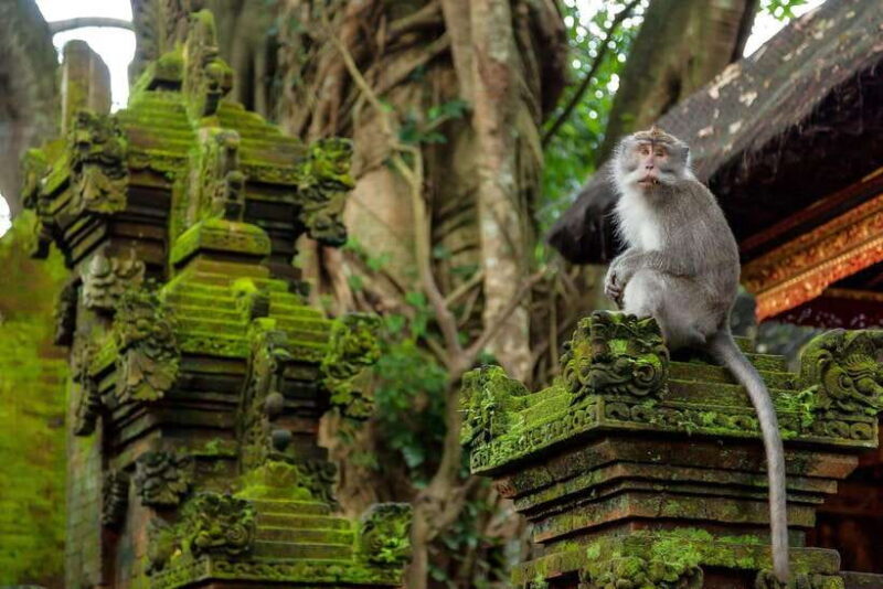 Ubud: Monkey Forest, Rice Terraces, and Waterfall Tour - Practical Considerations and Tips