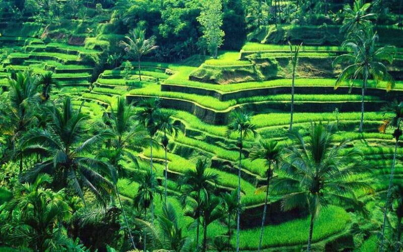 Ubud: Monkey Forest, Rice Terraces, and Waterfall Tour - FAQ