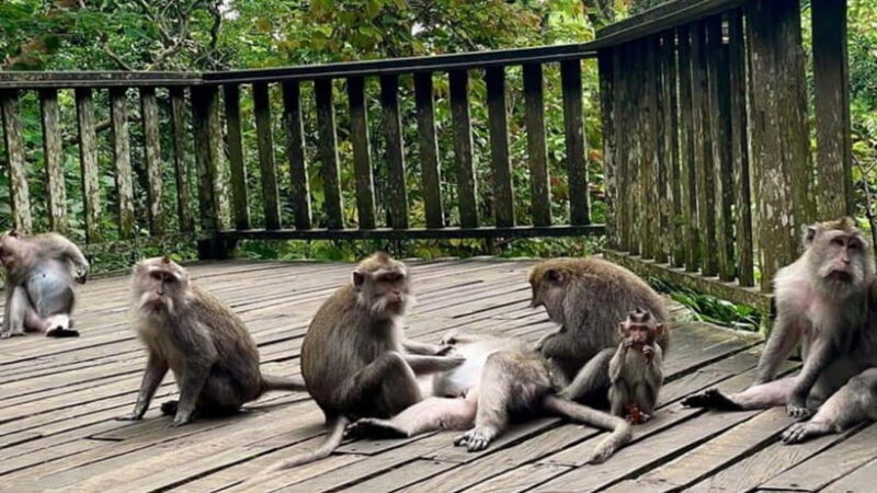 Ubud: Monkey Forest, Rice Terraces, Temple&Petanu Waterfall - Coffee Plantation: An Aromatic Insight