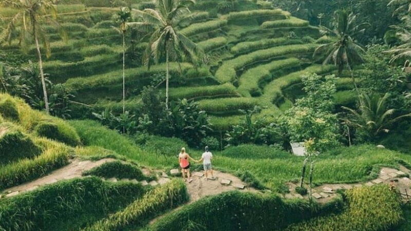 Ubud: Monkey Forest, Rice Terraces, Temple&Petanu Waterfall - Tirta Empul: Sacred Waters and Spiritual Rituals