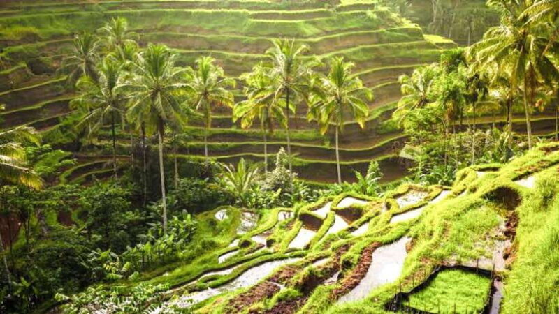 Ubud: Monkey Forest, Rice Terraces, Waterfall & Temple - Key Points