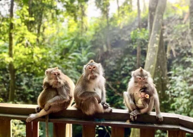 Ubud: Monkey Forest, Rice Terraces, Waterfall & Temple - Sacred Temple Visit: Pura Tirta Empul
