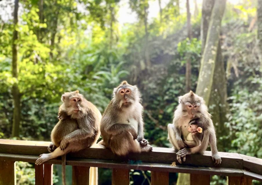 Ubud: Monkey Forest Sanctuary & Jungle Swing Half-Day Tour - Bali Swing Experience