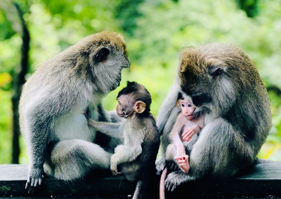 Ubud: Monkey Forest Sanctuary & Jungle Swing Half-Day Tour - Getting to Ubud