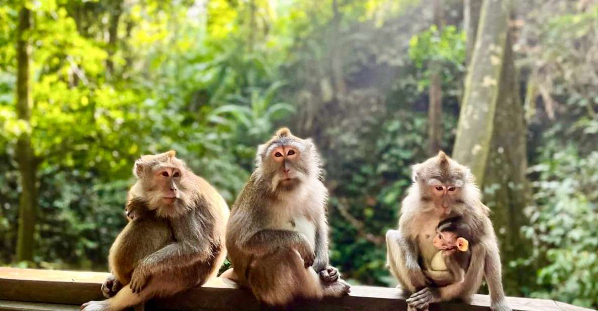 Ubud: Monkey Forest Sanctuary & Jungle Swing Half-Day Tour - Frequently Asked Questions