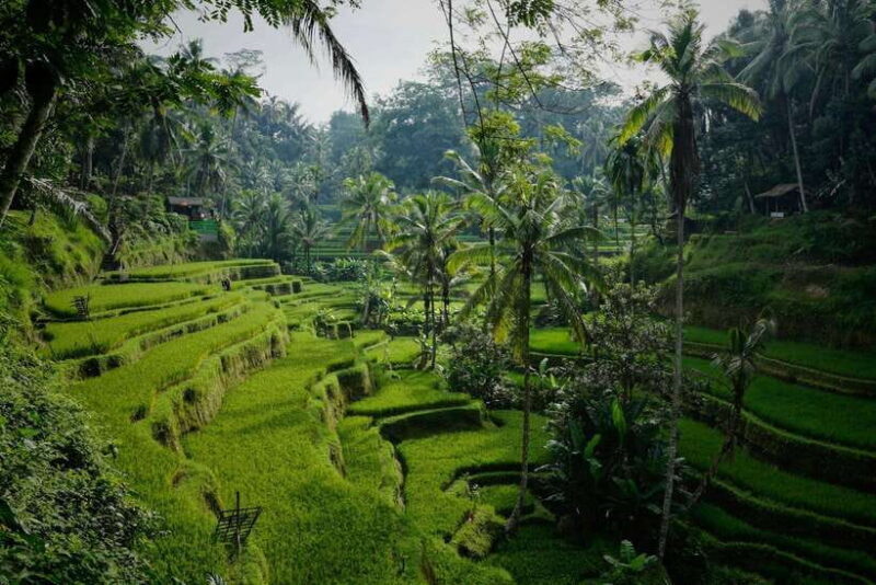 Ubud: Monkey Forest, Tegenungan Waterfall, and Rice Terraces - Key Points  
