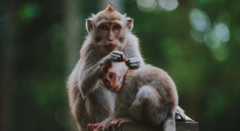 Ubud: Monkey Forest, Tegenungan Waterfall, and Rice Terraces - Discovering Ubud in One Day