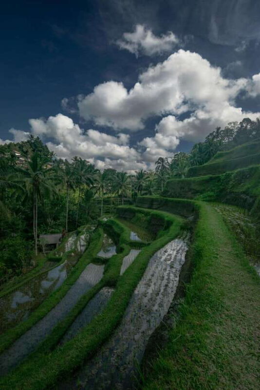 Ubud: Monkey Forest, Tegenungan Waterfall, and Rice Terraces - What to Expect