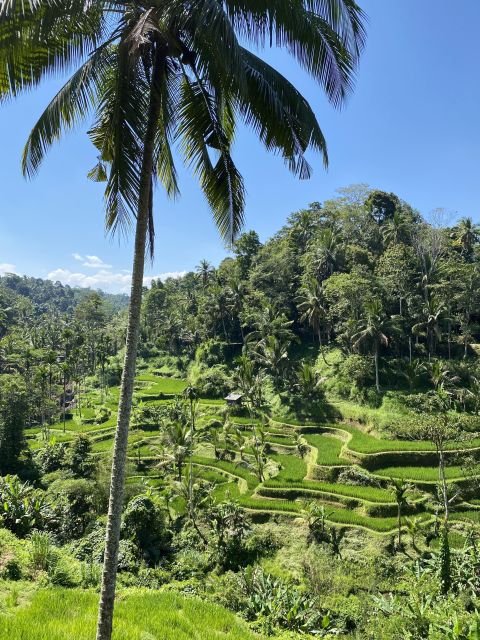 Ubud : Monkey Forest, Temple and Waterfall Private Tour - Bookings and Contact
