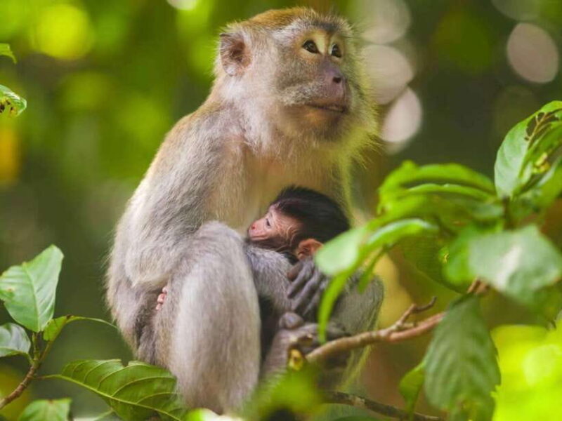 Ubud: Monkey Forest, Temple, Rice Terraces, Hidden Waterfall - Key Points