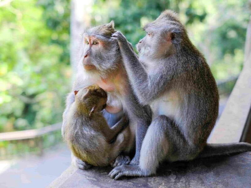 Ubud: Monkey Forest, Temple, Rice Terraces, Hidden Waterfall - A Detailed Look at the Tour Experience