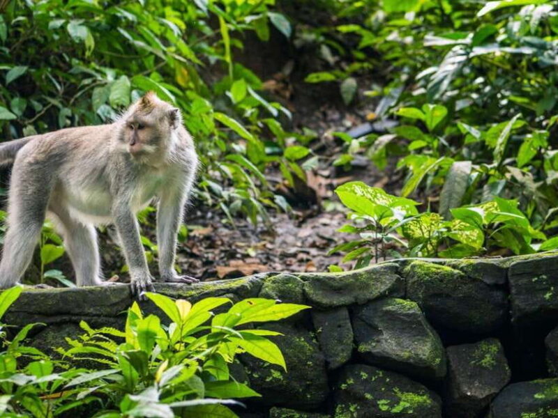 Ubud: Monkey Forest, Temple, Rice Terraces, Hidden Waterfall - Who Will Love This Tour?