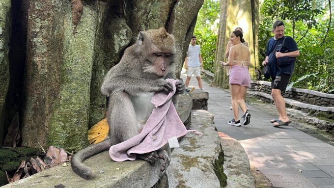 Ubud: Monkey Forest, Water Temple, Rice Terrace & Waterfall - Monkey Forest Exploration