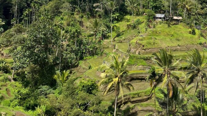 Ubud: Monkey Forest, Water Temple, Rice Terrace & Waterfall - Frequently Asked Questions