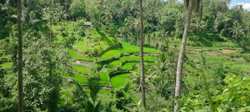 Ubud One Day Private Tour with Driver-Guide - Key Points
