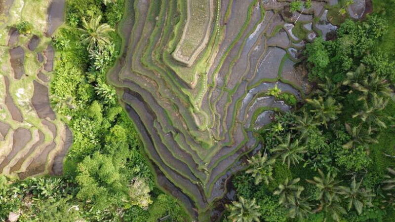 Ubud Private Customized Full-day Tours with Photographer - Key Points