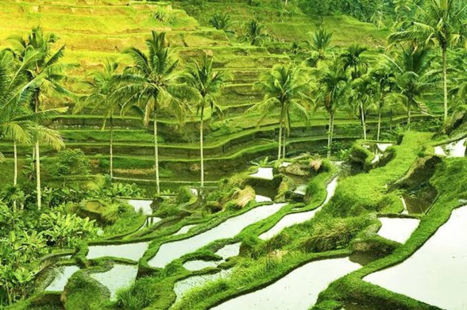Ubud: Private Guided Customizable Full-Day Trip - Activities and Experiences