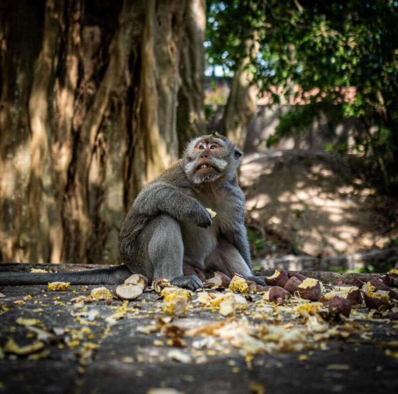 Ubud: Rice Terrace, Monkey Forest, Waterfall Private Tour - An In-Depth Look at the Ubud Private Tour Experience