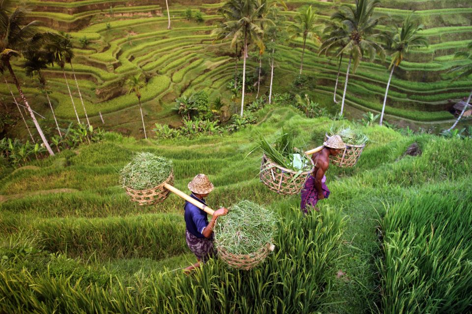 Ubud: Rice Terraces & Villages Half-Day Fat Tire E-Bike Tour - Included in the Tour