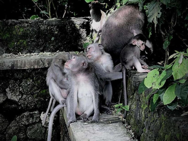 Ubud: Sacred Monkey Forest, Barong Cave ATV & Waterfall Tour - What to Expect from the Tour