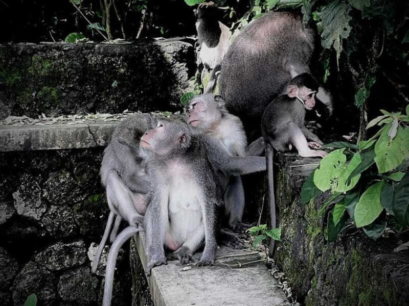 Ubud: Sacred Monkey Forest, Barong Cave ATV & Waterfall Tour - The Bottom Line